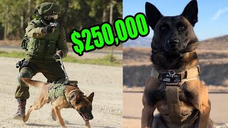 This is What a 250000 Elite Protection Dog Look like [upl. by Wyn]