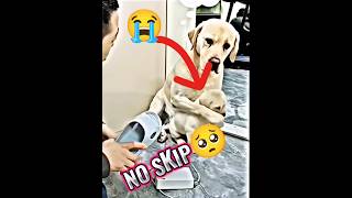 S M O O T H 🥵😚 Dog trending short video trending shortfeed dog clips status feeling [upl. by Button]