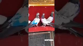 Shivam Nahar Pigeon Farm KABOOTAR FOR SALE WHATSAPP 9646754608 [upl. by Clements877]