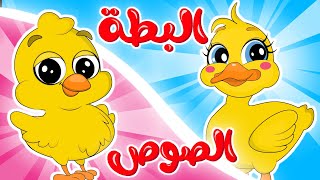 البطة  الصوص  في مجموعة من أجمل أغاني الحيوانات من قناة ألوان [upl. by Portwin]