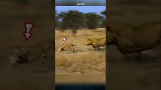 Why do lions rarely hunt cheetahs lion cheetah animals [upl. by Noirad]