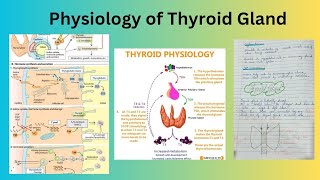 Physiology of Thyroid Gland [upl. by Ynnel]