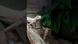 MA NOUVELLE FEMELLE IGUANE SNOW [upl. by Gris430]