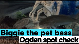 Update on Biggie the bass Ogden Spot Check Fishing [upl. by Arracot]