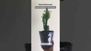 How To Care For A Euphorbia Trigona Succulent Plant  Easy to Care For Sun Lover Statement Plant [upl. by Jr]