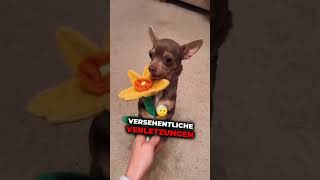 Hast du einen davon hund tierliebe wissenswert tiere hunde doglover [upl. by Ludlew549]