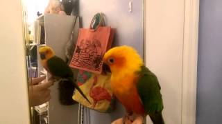 Tequila the Jenday Conure Talking and Dancing [upl. by Jenness297]