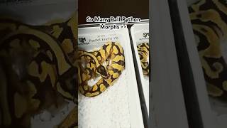 ✅ Pastel Enchi Yellowbelly Ball Python 🐍 [upl. by Aliuqa]