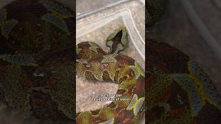 Rhino Viper sipping water [upl. by Aidul818]