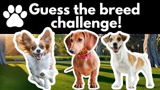 Can You Name These Dog Breeds in 10 Seconds [upl. by Eetak]