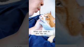 Cat refuses to kissso bad 😜 catvideos funny animals funnycats funnyvideo cat catlaughs [upl. by Ylle]