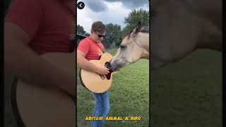 Horse Danching Videos horse animals horselover horsedance horsefarm horseplay [upl. by Anaerb]