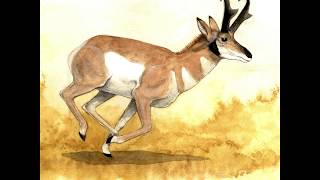 Pronghorn Fantastic Beasts [upl. by Notffilc467]