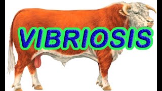 Vibriosis in animalsvibriosis in cattlevibriosis in beef causes symptomstreatment Vibriosis [upl. by Annaohj601]