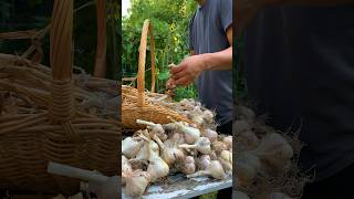 What it takes to grow harvest and cure garlic [upl. by Greer]