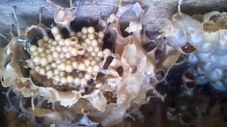 North Queensland Native Stingless Bees  Phorid Fly Pest Control Part 1 [upl. by Aitram]