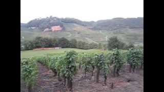 The vineyards of ChâteauChalon in Jura [upl. by Nnilsia213]