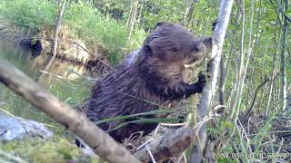 Beaver Logging at Nanaimo  May 2024 [upl. by Ettevad]