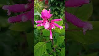 Salvia involucrata Bethellii lotus bud [upl. by Utica]