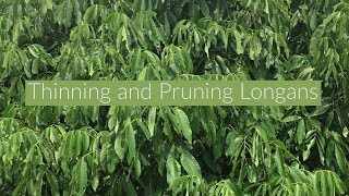 Thinning longans and Pruning Longans [upl. by Nnylecoj]