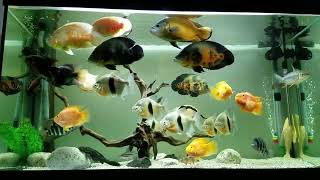 OMG Oscar fish aquarium fish fishtanktour aquariumfish oscarfish oscars oscarfishaquarium [upl. by Weiman933]