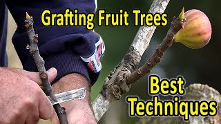 Grafting Fruit Trees  The 2 Best Techniques for Grafting Figs and other fruit trees [upl. by Salter]