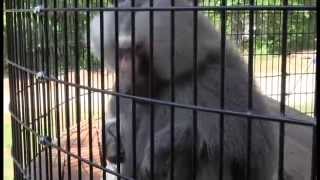 Bam Bam the Hamadryas Baboon [upl. by Mariann]