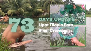 TILAPIA BASIC TIPS 37 PAANO NGA BA ANG GAGAWIN PAG CROWDED ANG TILAPIA  TANTYAHAN NG PAGKAIN [upl. by Eenel]