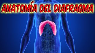 Anatomía del diafragma todo lo que necesitas saber [upl. by Irtimd]