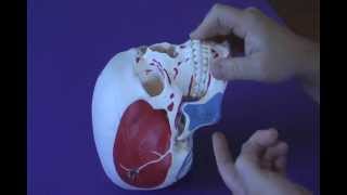 TMJ Muscle Palpation [upl. by Nessah713]