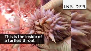 This is the inside of a sea turtles throat [upl. by Aicekal201]