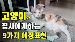 고양이가 집사에게 보내는 9가지 애정표현 [upl. by Pallua708]