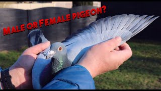 How to tell the difference between Male and Female pigeons [upl. by Adnamas]