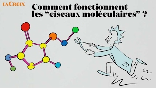 Comment fonctionnent les ciseaux moléculaires   Le tour de la question [upl. by Marc]