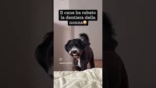 Il cane ha rubato la dentiera della nonna [upl. by Artined315]