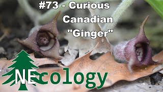 NEcology 73  Curious Canadian quotGingerquot [upl. by Ycats]