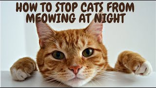 How To Stop Cats From Meowing At Night [upl. by Onitnas173]