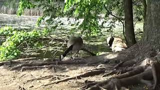 Canada Geese Honking [upl. by Suivart838]