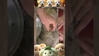 Mangoworm Removal Compilation Rescue Dog Mangoworms Vet Mangoworm Treatment ❤️ [upl. by Gertrudis729]