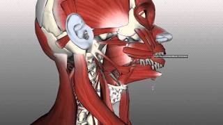 Tongue Muscles and the Hyoid Bone [upl. by Brufsky]