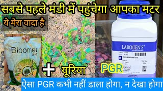 मटर में फूल केसे बढ़ाए। मटर का उत्पादन केसे बढ़ाए।matar me phool।matar ka production kese badaye। [upl. by Yenmor614]