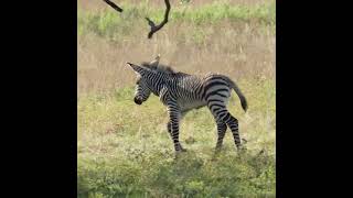 wildlife zebra safari funny animals subscribe to my channel [upl. by Bac]