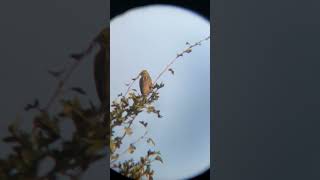 Вівсянка звичайна  Yellowhammer [upl. by Ruprecht]