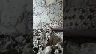 Arex RIPROVA a intervistare il geco leopardino 🦎🦖 [upl. by Eulau608]