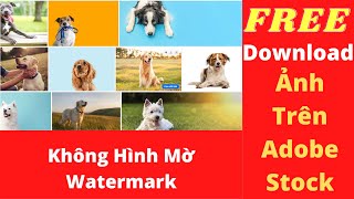 Cách Tải Ảnh Trên Adobe Stock FREE Không Hình Mờ Watermark [upl. by Neff266]