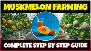 Muskmelon Farming  How to grow CantaloupeCucumis melo at Home  Cantaloupe Cultivation [upl. by Bradlee]