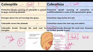 Coleoptile vs Coleorhiza [upl. by Eppesiug854]