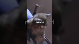 The Singing Bat Natures Hidden Symphony [upl. by Regan]