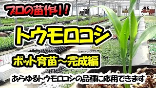 【苗のプロが教える！】トウモロコシの苗作り ポット育苗～完成編（9cmポット）あらゆるトウモロコシ・スイートコーンの品種に応用できます [upl. by Lyford]