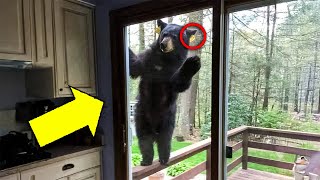 Bear Comes to Familys Window Every Day—Dad Decides to Follow Him [upl. by Darom]